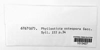 Phyllosticta osteospora image